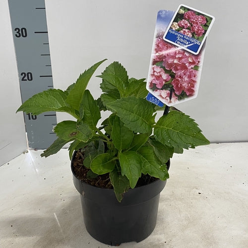 Hortensia (Hydrangea macrophylla 'Sibilla' ('Masja')) - Hortensia