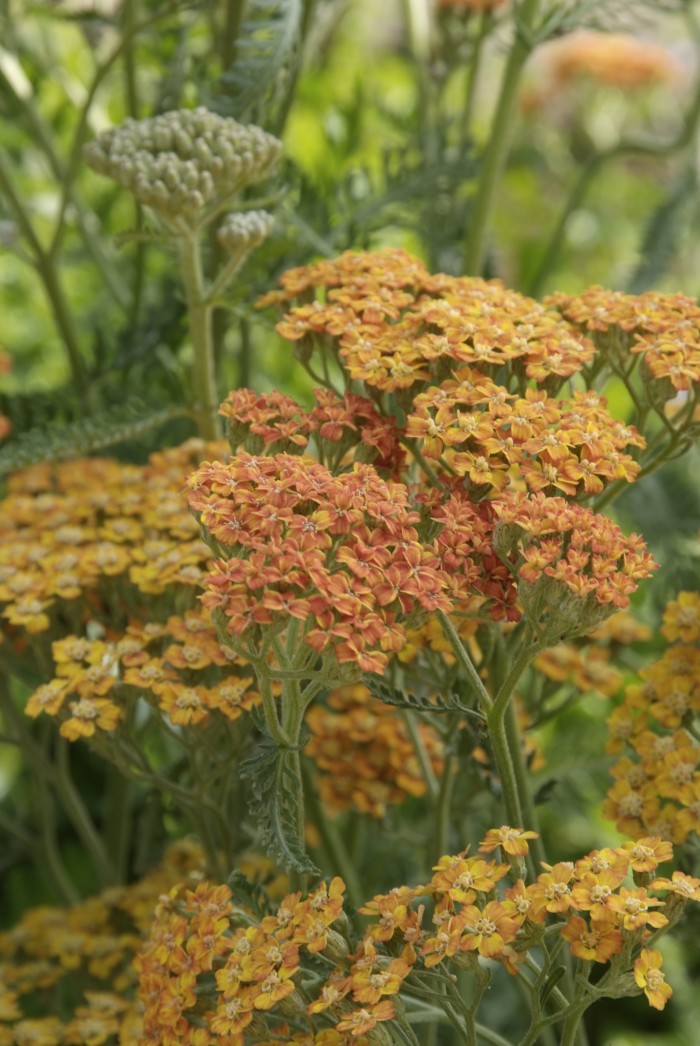 Duizendblad (Achillea millefolium. 'Terracotta') - Tuinplanten