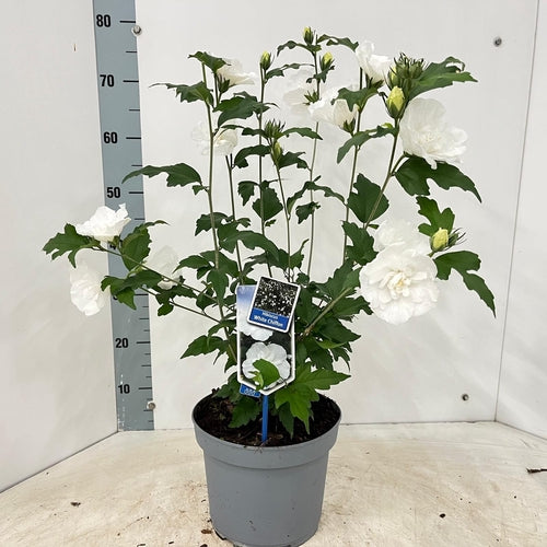 Altheastruik (Hibiscus syriacus White Chiffon) - Hibiscus