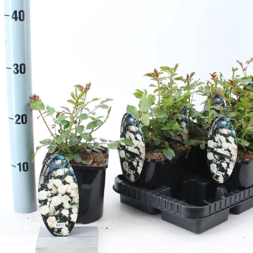 Bodembedekende roos (Rosa (PA) 'Crystal Fairy' ®) - Rozen