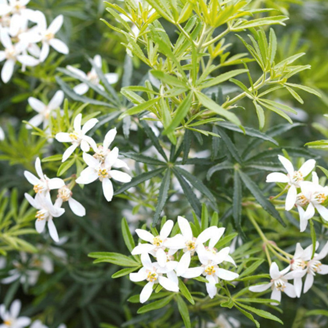 Choisya (Choisya White Dazzler)