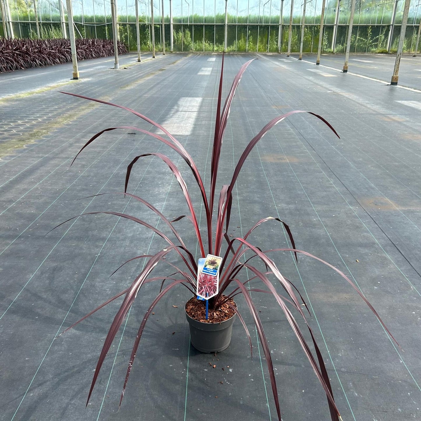Cordyline (Cordyline Festival® Burgundy ) - Exotische planten