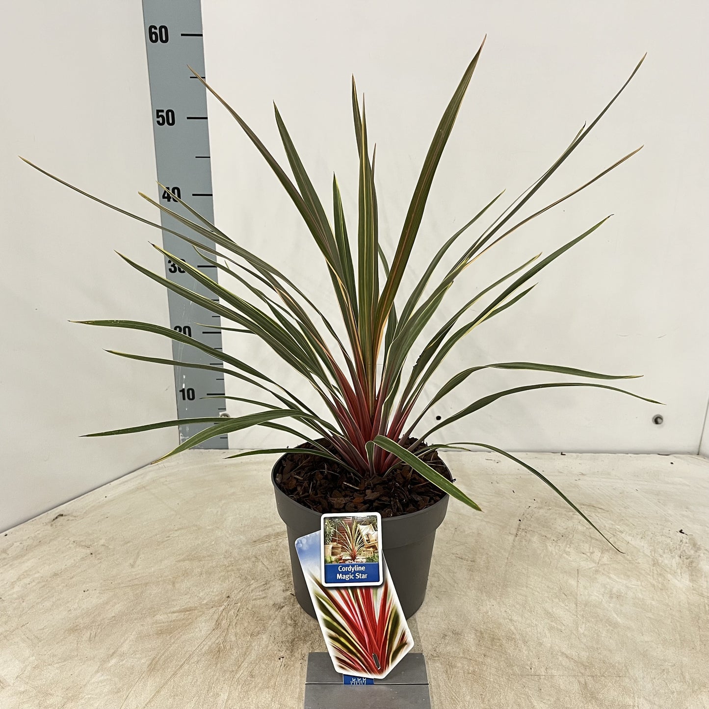 Cordyline (Cordyline australis 'Magic Star') - Exotische planten