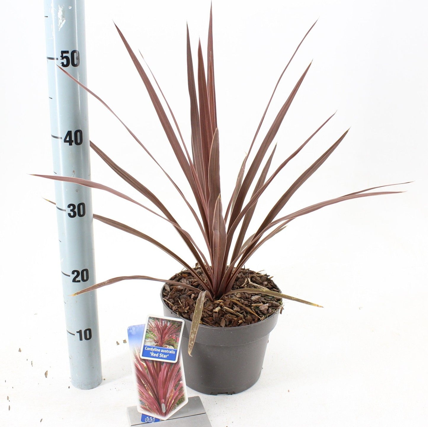 Cordyline (Cordyline australis 'Red Star') - Exotische planten