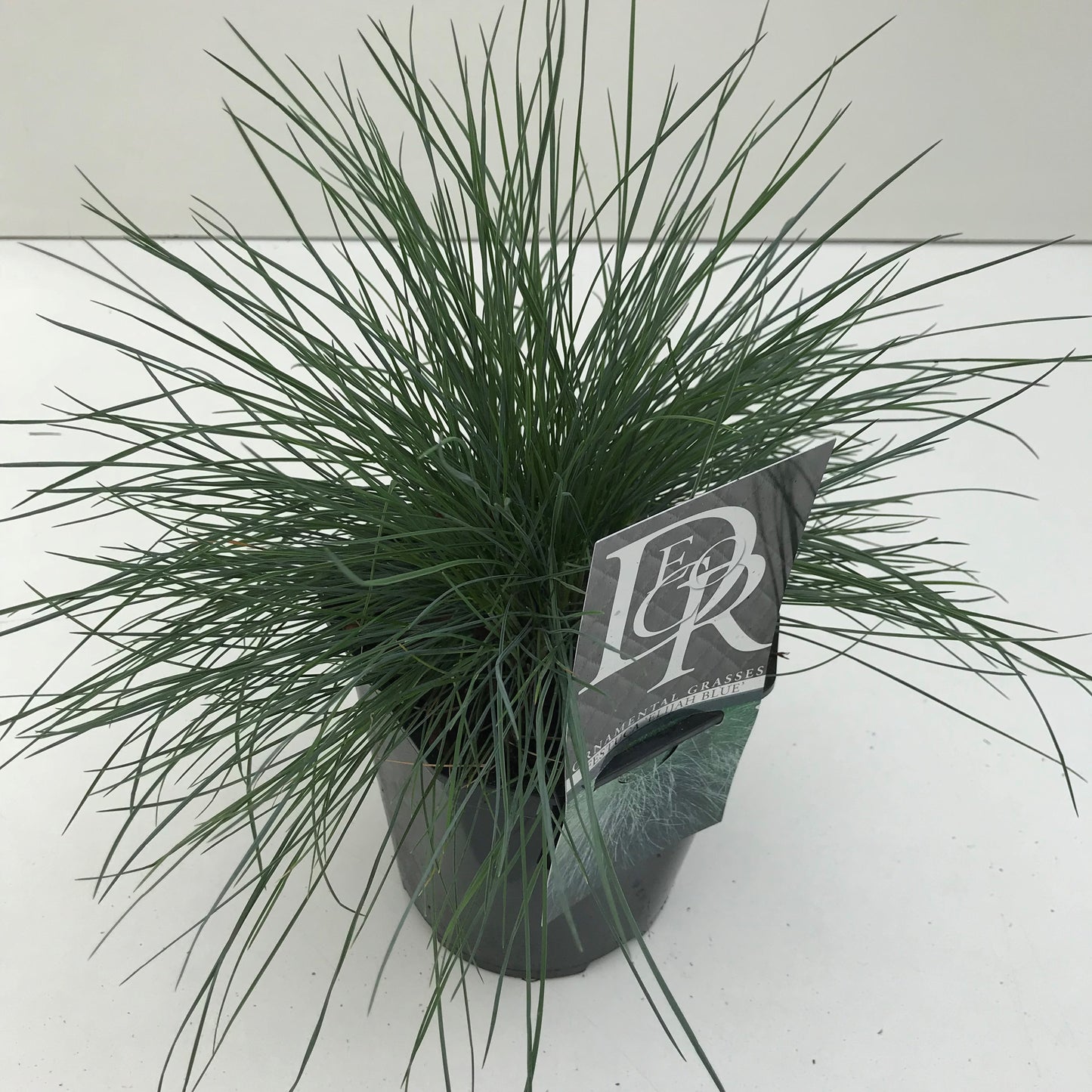 Blauw schapengras (Festuca glauca 'Elijah Blue) - Tuinplanten