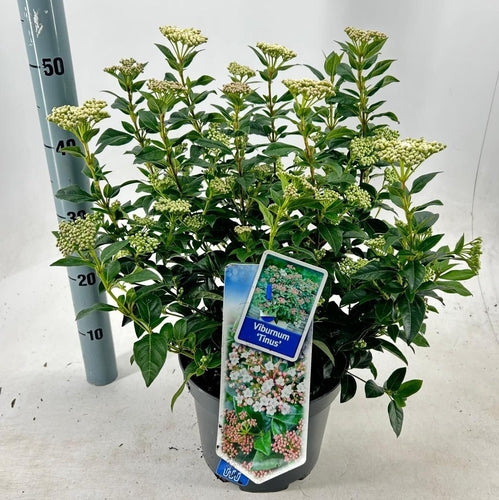 Groenblijvende sneeuwbal (Viburnum tinus) - Viburnum
