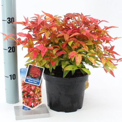 Hemelse bamboe (Nandina domestica Blush Pink ) - Groenblijvende struiken