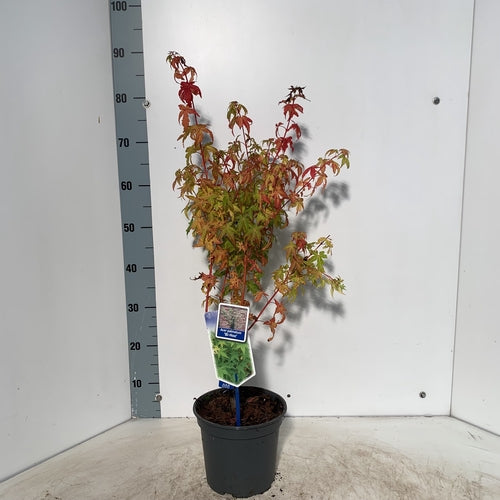 Japanse Esdoorn (Acer palmatum 'Bi-Hoo') - Japanse Esdoorn