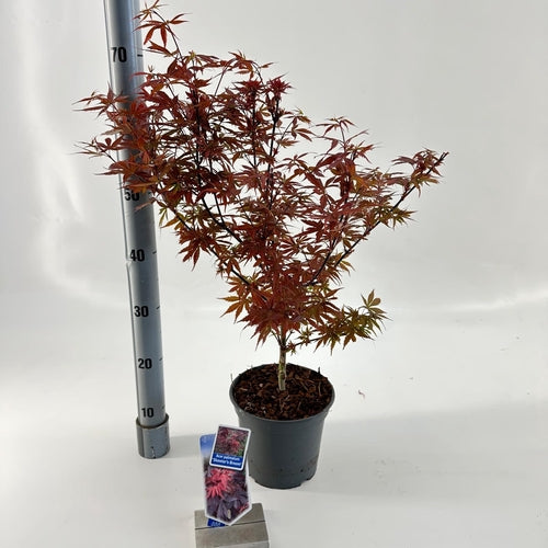 Japanse Esdoorn (Acer palmatum 'Skeeters Broom') - Japanse Esdoorn