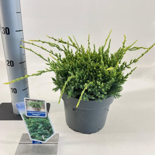 Jeneverbes (Juniperus squamata ‘Holger’) - Coniferen