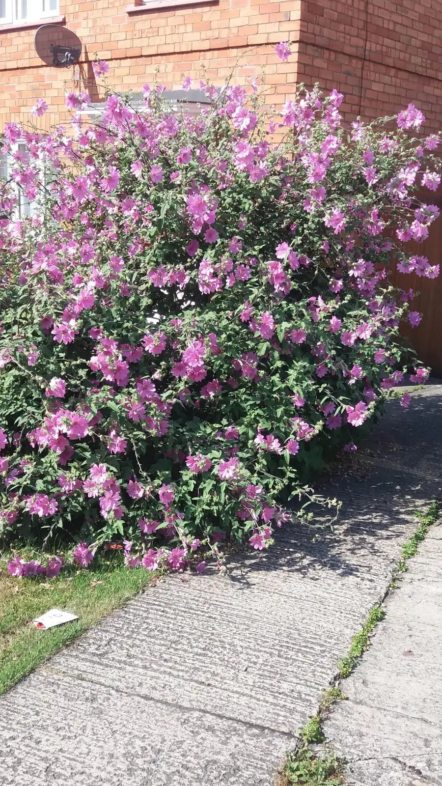Lavatera (Lavatera 'Rosea' ) - Tuinplanten
