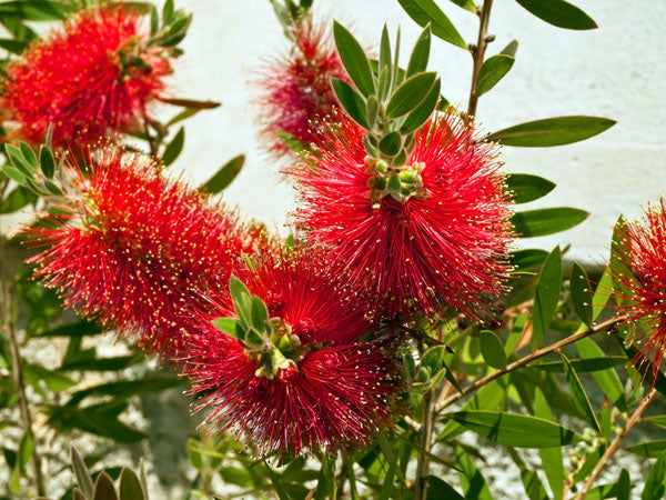 Lampepoetserplant (Callistemon laevis) - Exotische planten