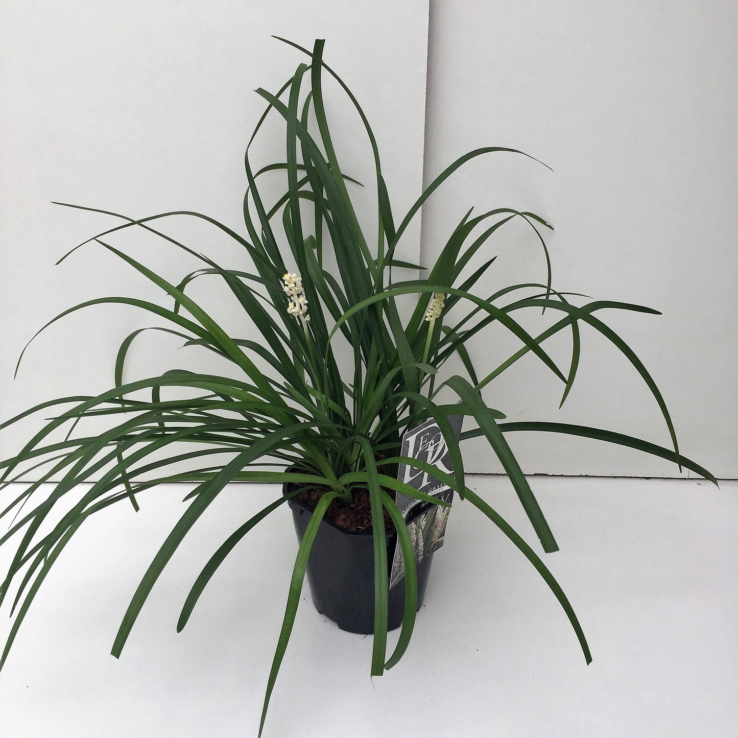 Leliegras (Liriope muscari 'Monroe White') - Tuinplanten