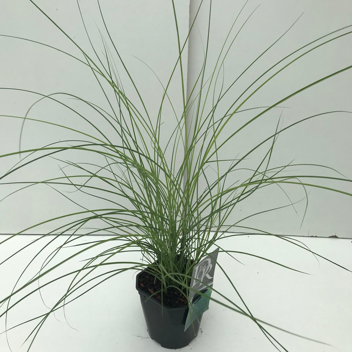 Prachtgriet (Miscanthus sinensis 'Gracillimus') - Tuinplanten