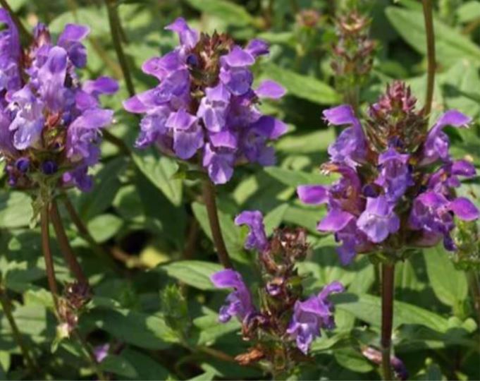 Bienenfreundliches Staudenbeet (1,5m²) - Gartenpflanzen