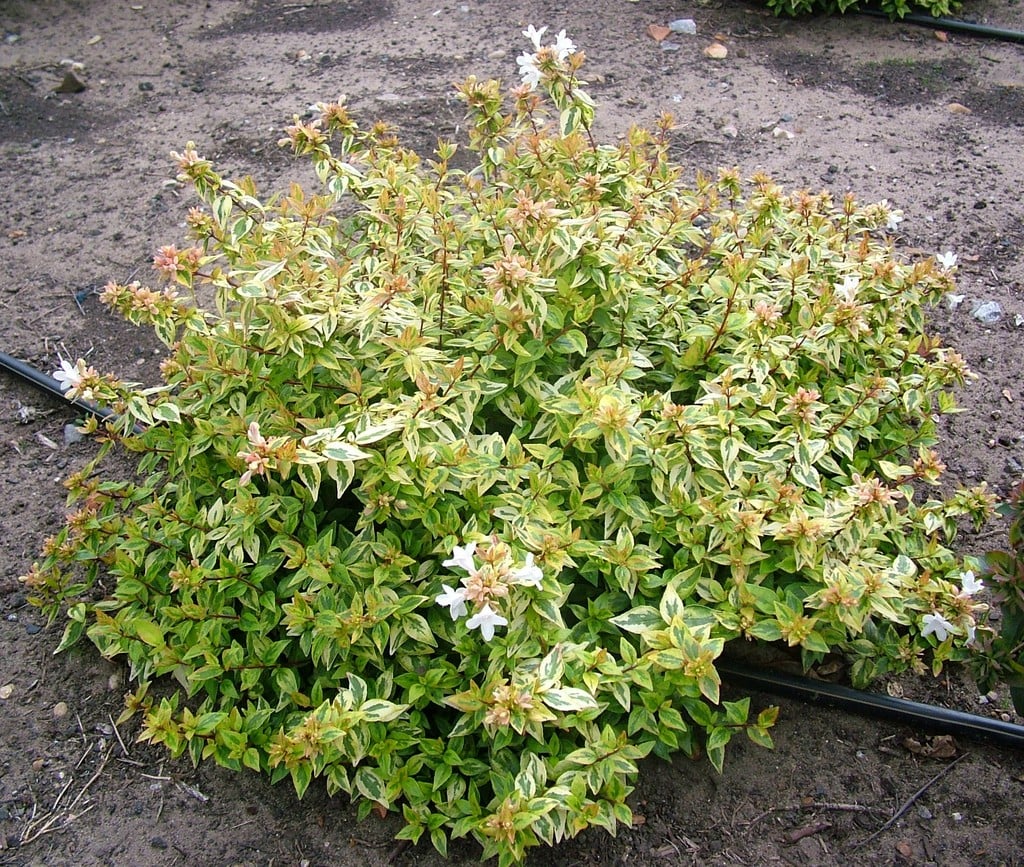 Abelia (Abelia 'Kaleidoscope' PBR)