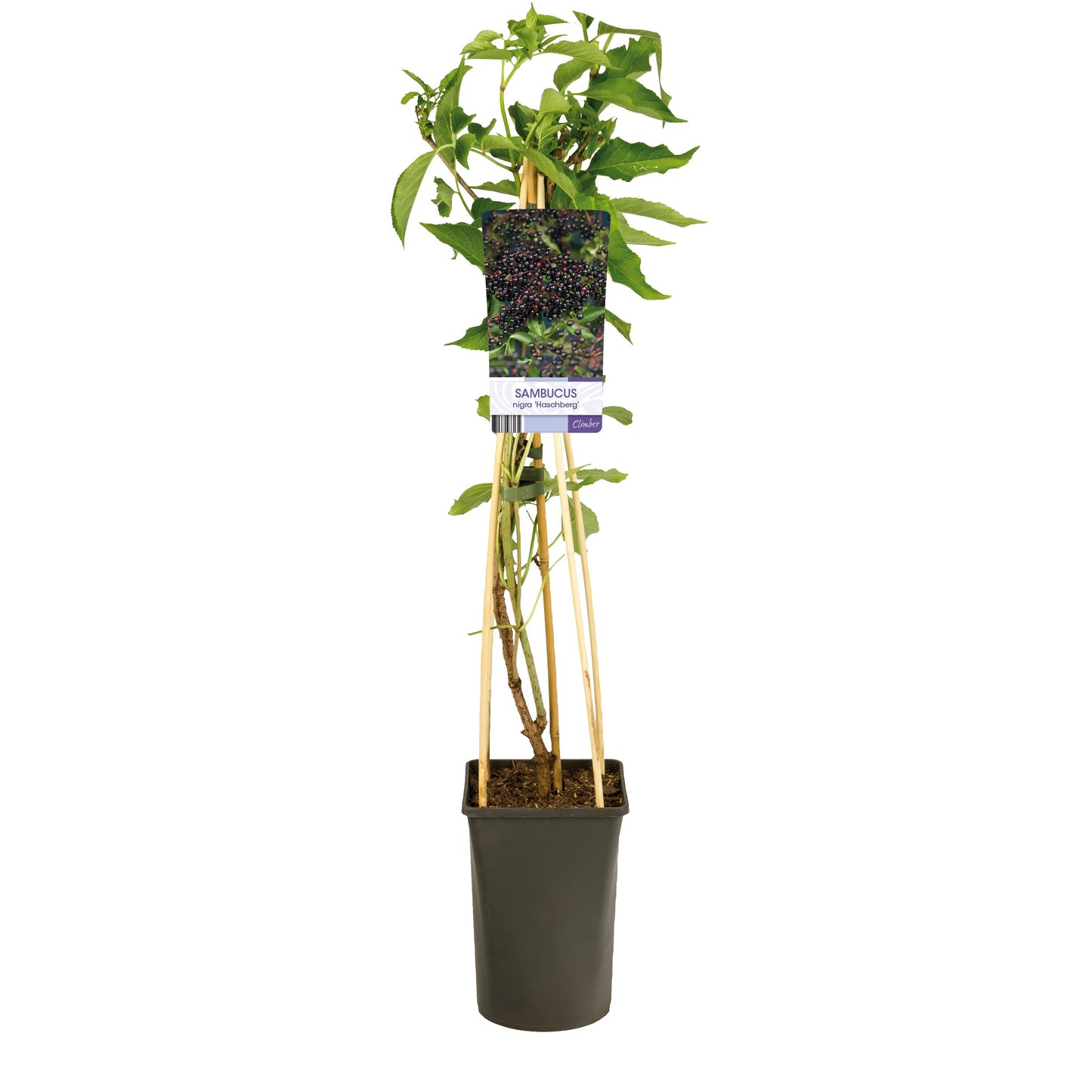 Kletterpflanze Sambucus nigra 'Haschberg' (Holunder) -