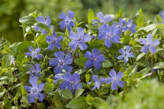 Borderpaket immergrüne Bodendecker (1,5m2) - Gartenpflanzen