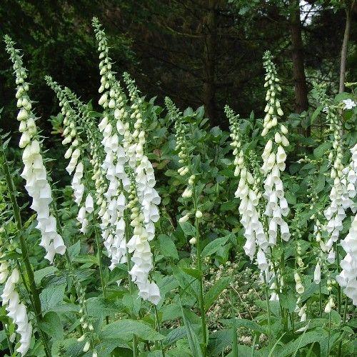 Beetpaket Weiß & Rosa (1m2) - Gartenpflanzen