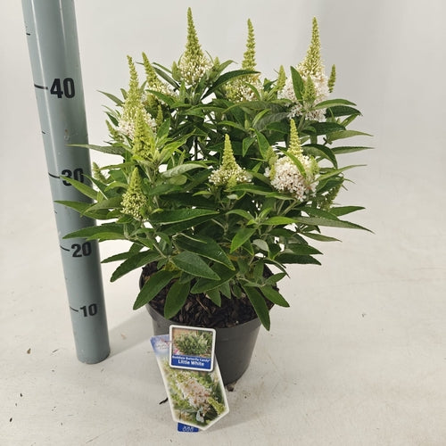Schmetterlingsflieder (Buddleja davidii Butterfly Candy® Little White) - Schmetterlingsflieder