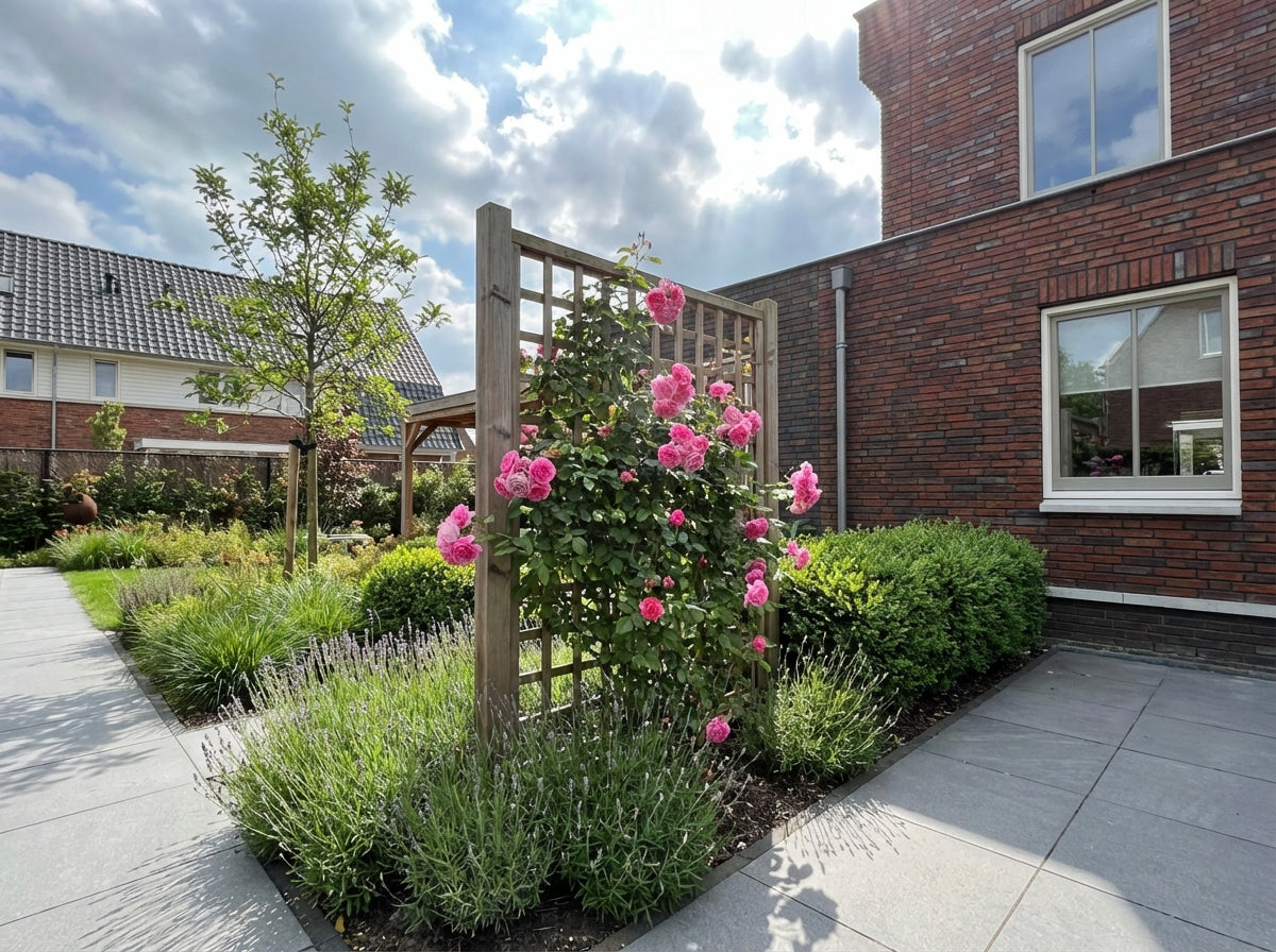 Klimplant Rosa Pink Climber (Klimroos) - Klimplanten