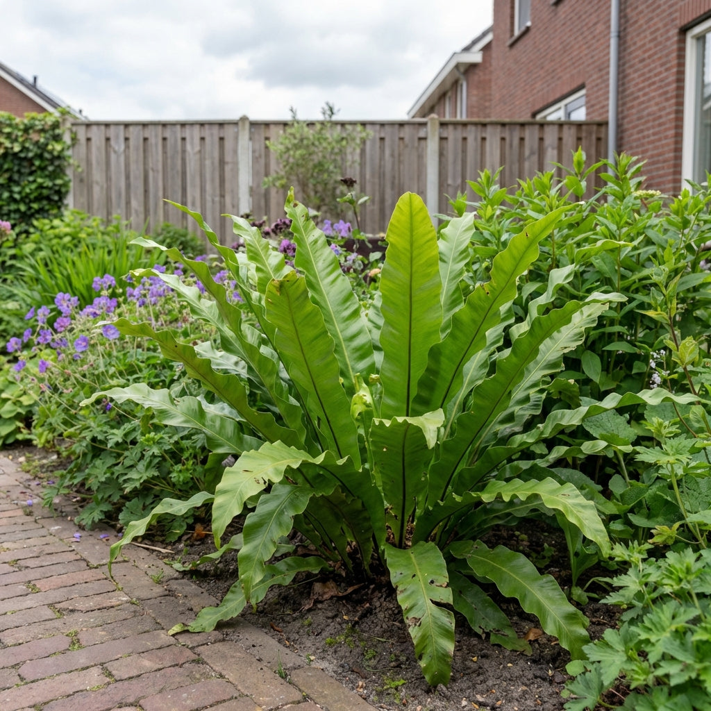 Tong varen (Asplenium scolopendrium) - Tuinplanten