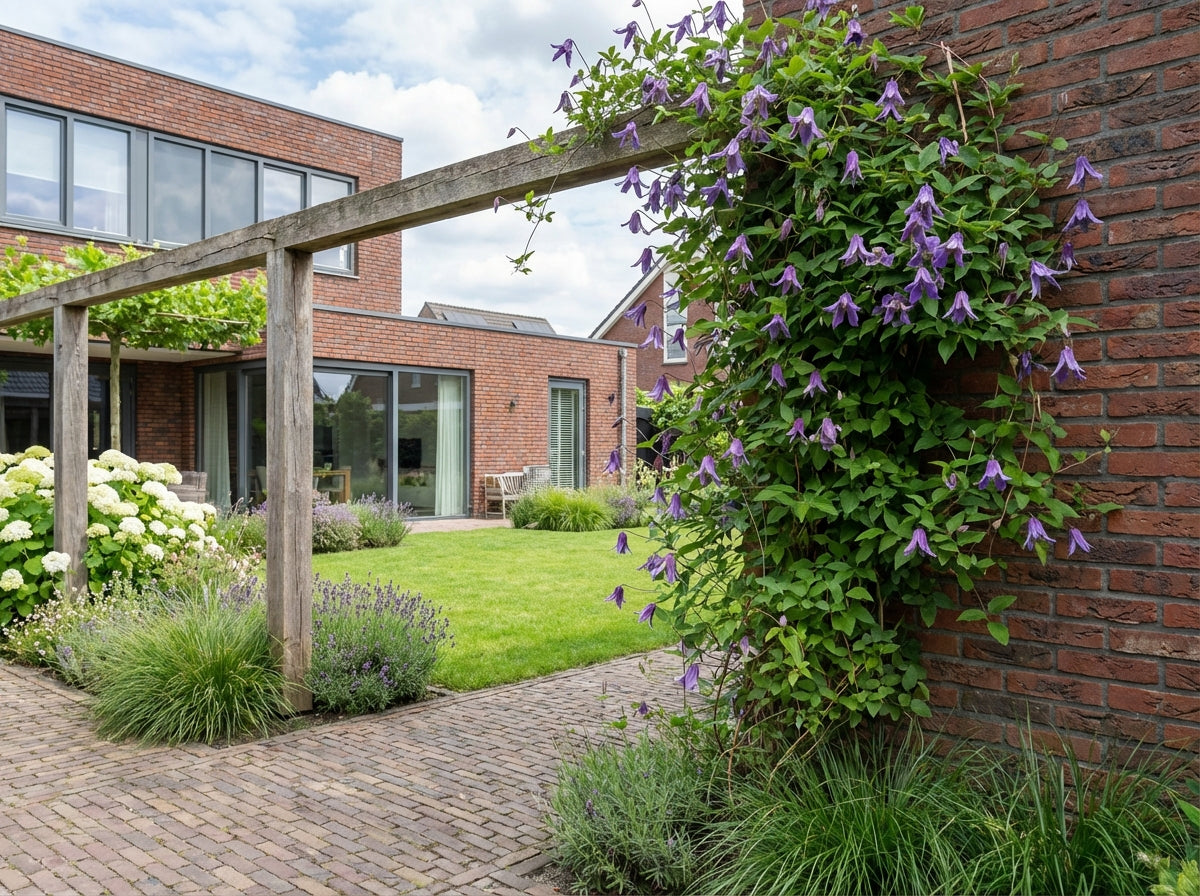 Klimplant Clematis alp. Helsingborg (Bosrank) - Klimplanten