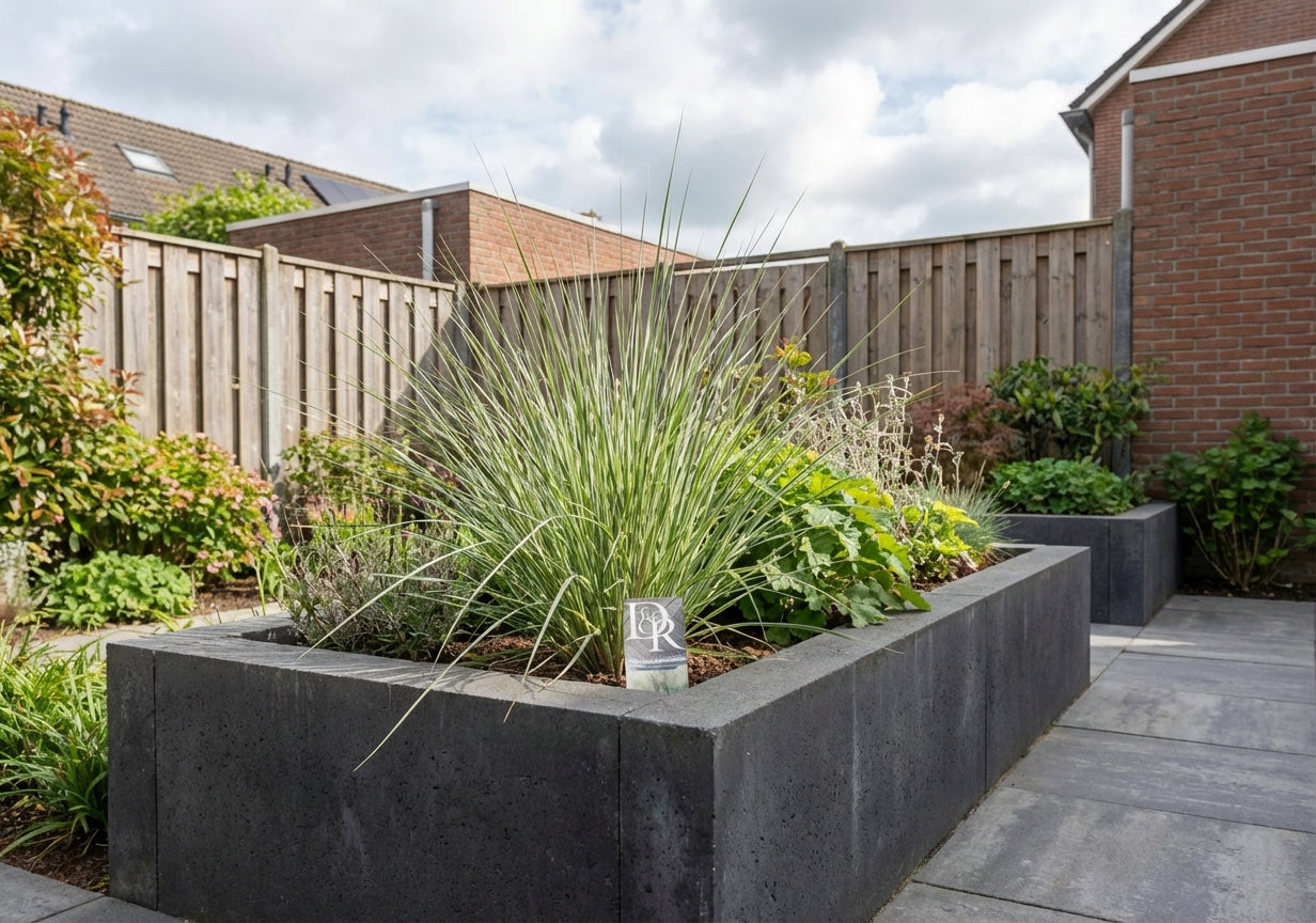 Pampasgras (Cortaderia sell. 'Mini Silverpampas') - Pampasgras