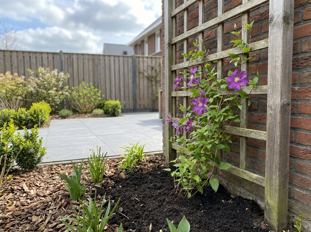 Klimplant Clematis Arabella (Bosrank) - Klimplanten