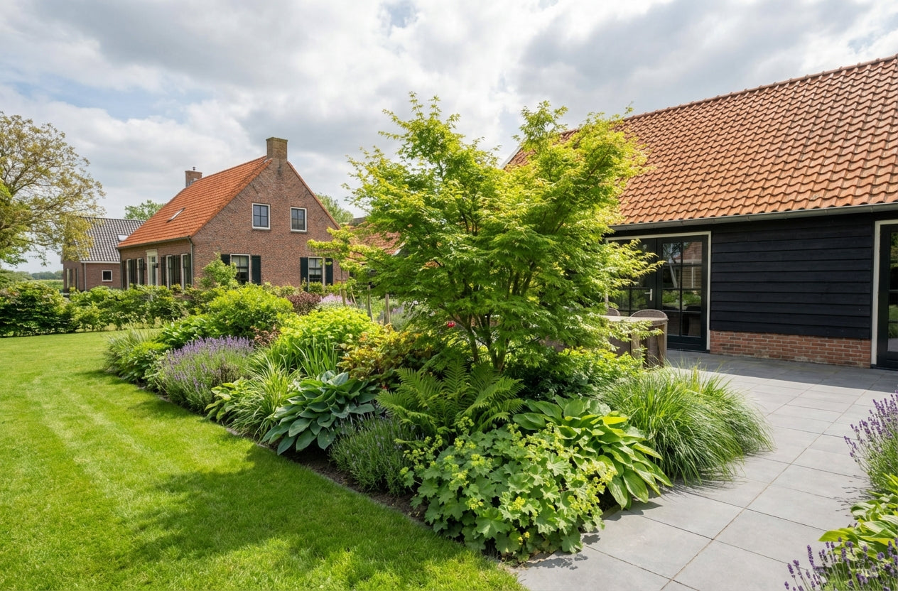 Japanse Esdoorn (Acer palmatum 'Seiryu') - Japanse Esdoorn