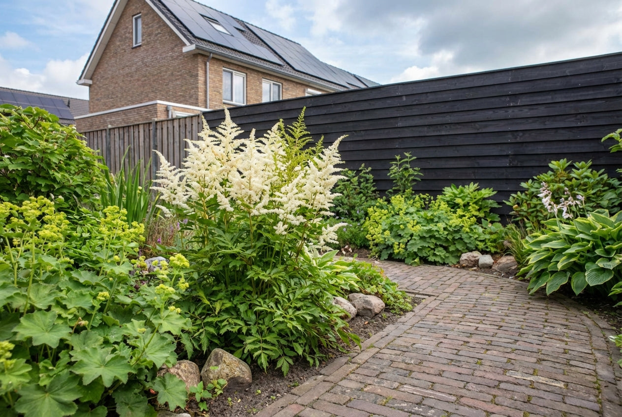 Spirea (Astilbe (A) 'Deutschland') - Tuinplanten