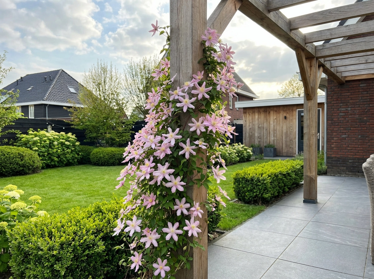 Klimplant Clematis Country Rose PBR (Bosrank) - Klimplanten