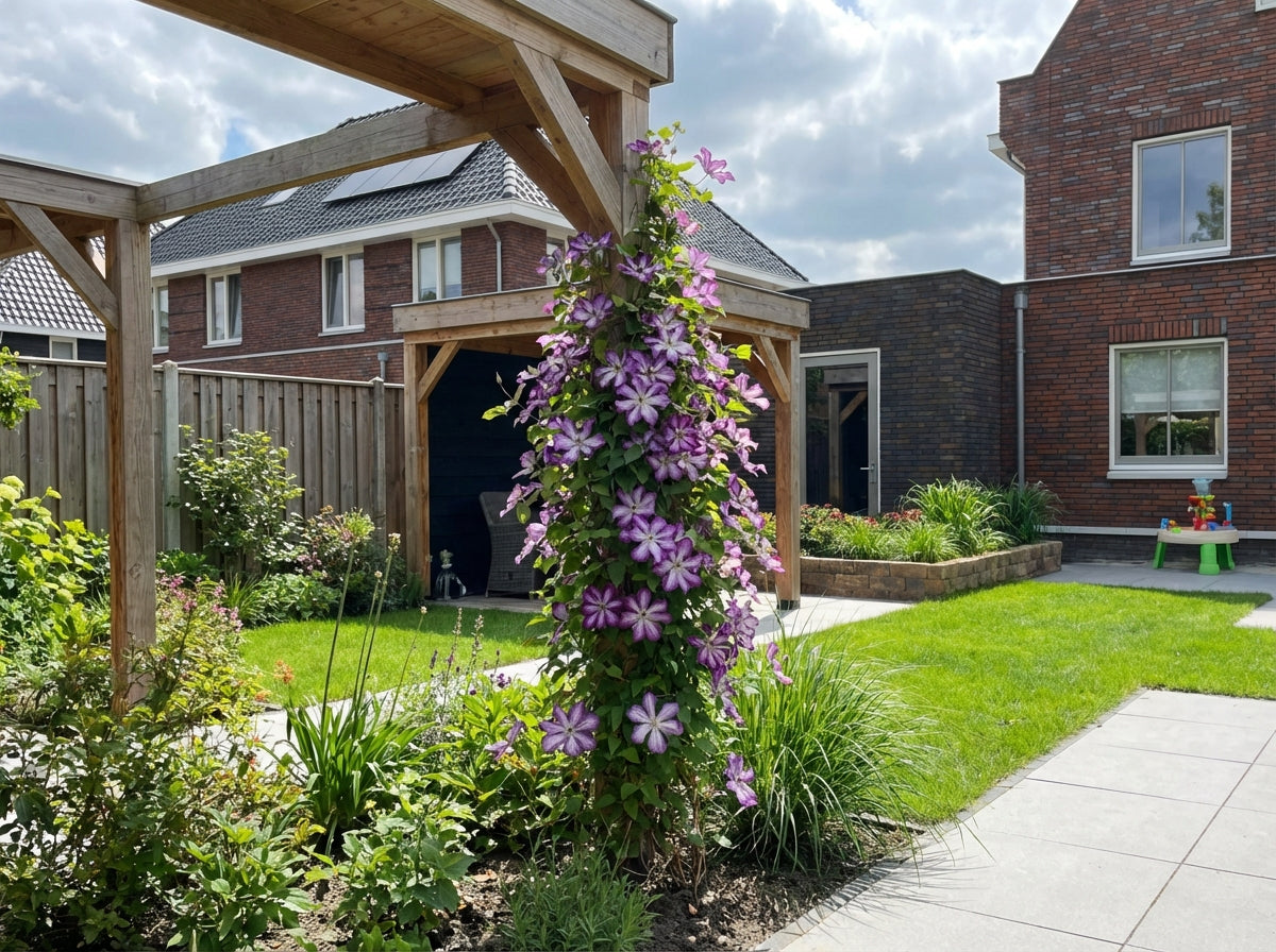 Klimplant Clematis vit. Super Nova PBR (Bosrank) - Klimplanten