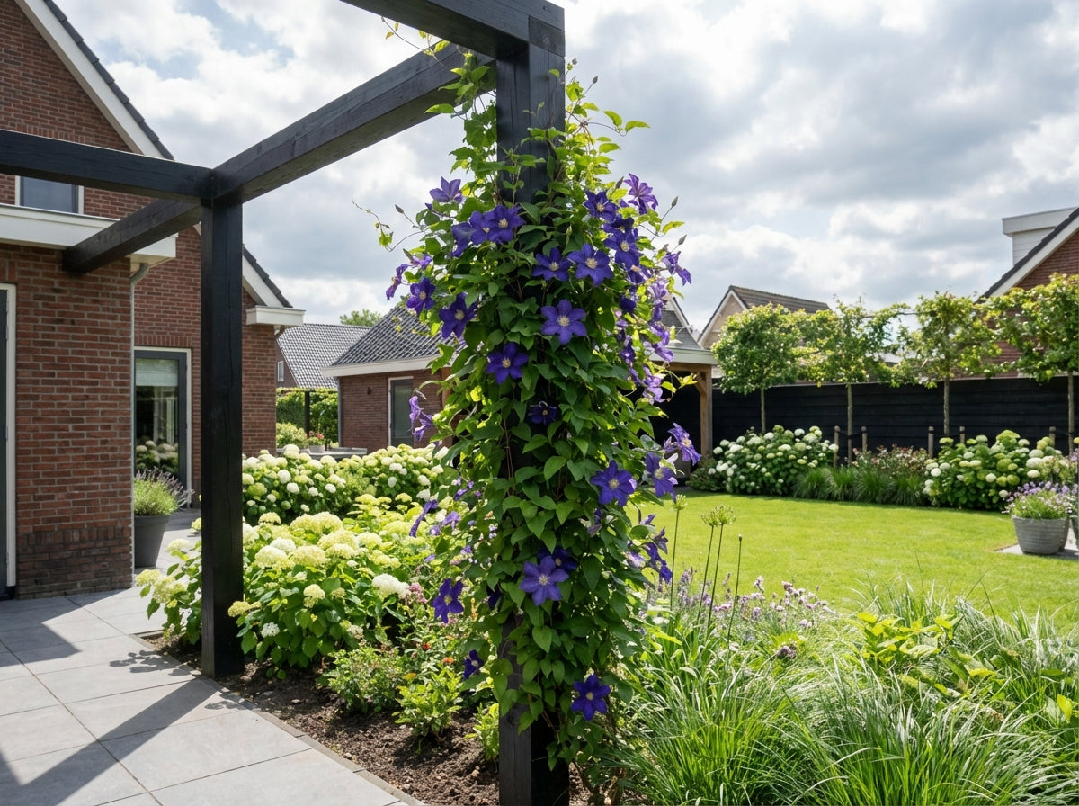 Klimplant Clematis Rhapsody (Bosrank) - Klimplanten
