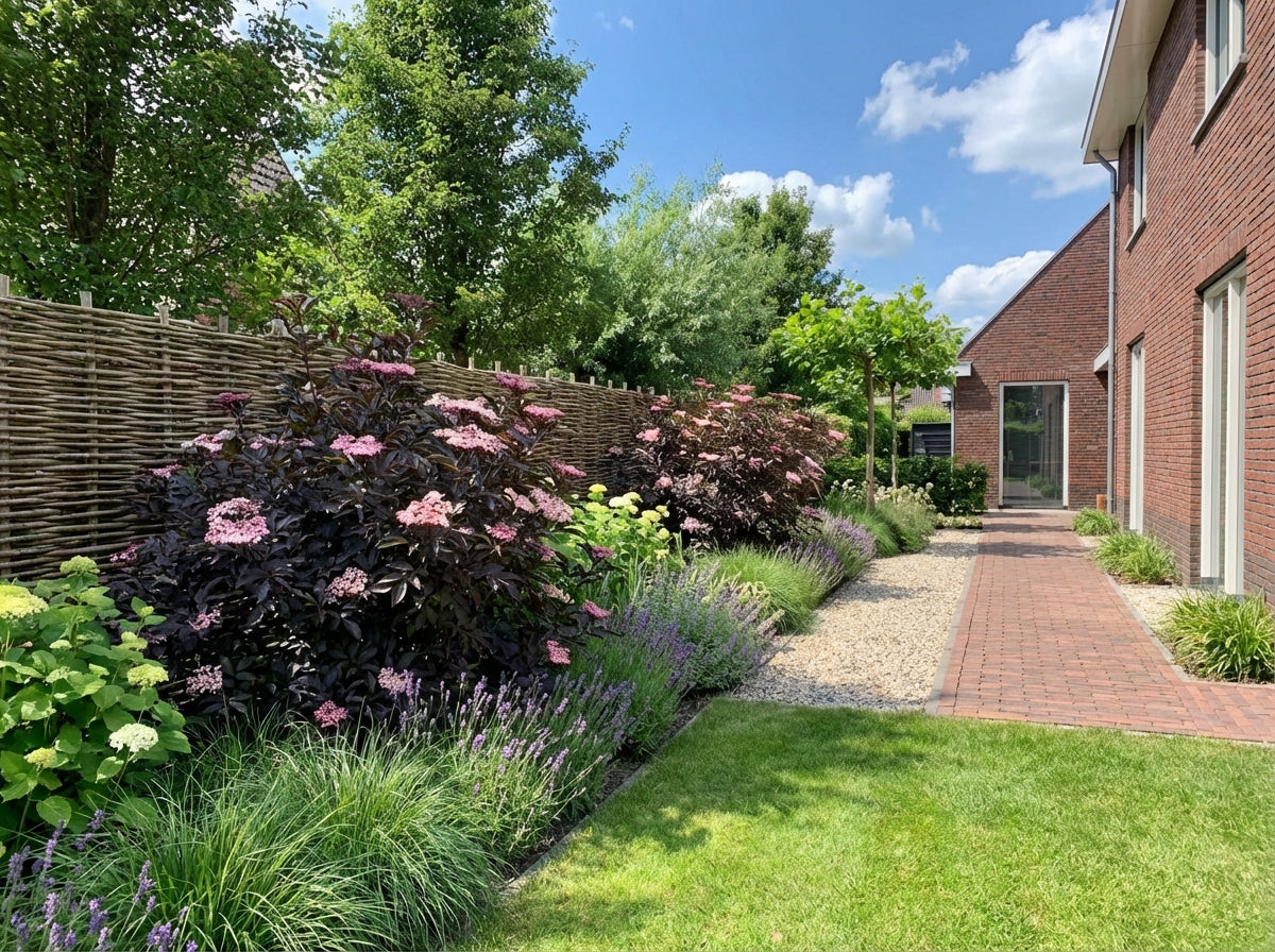 Schwarzer Holunder (Sambucus nigra Black Tower)
