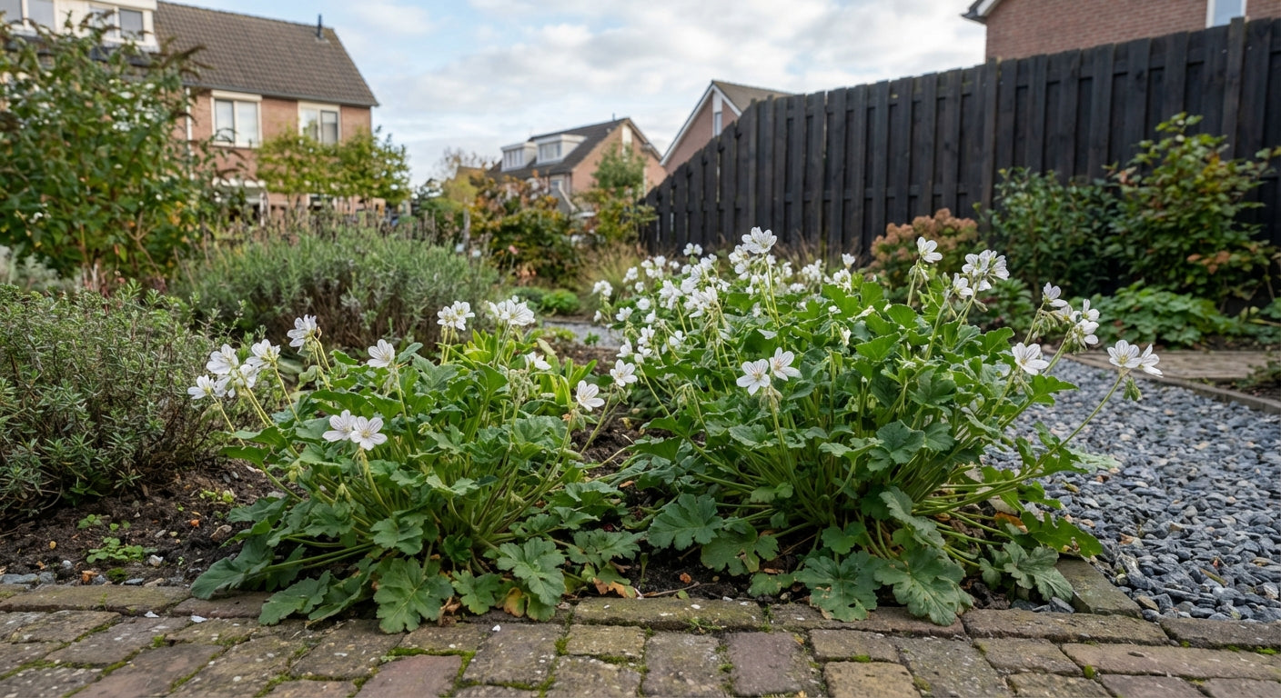 Reigersbek (Erodium reichardii 'Album') - Tuinplanten