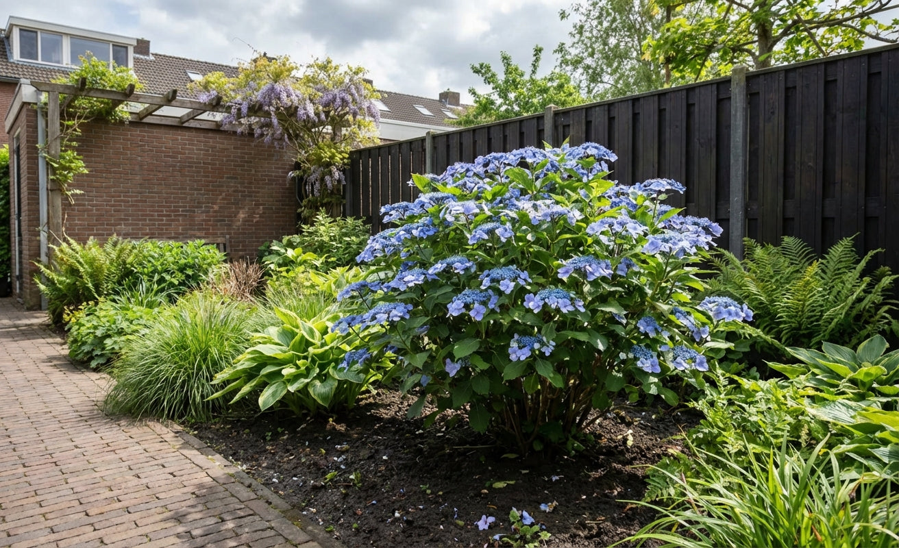 Hortensia (Hydrangea macrophylla 'Mariesii Perfecta’ ('Blue Wave')) - Hortensia