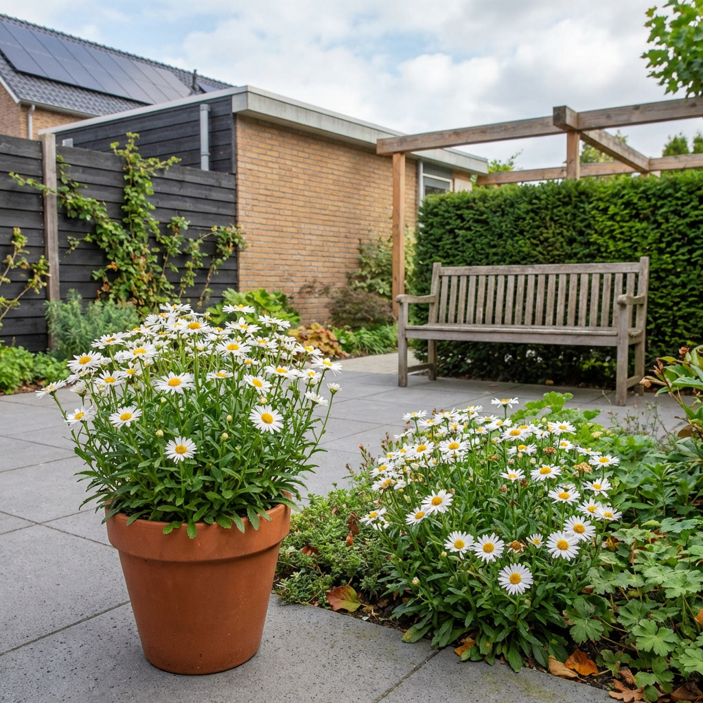 Zwergaster (Aster alpinus 'Albus')