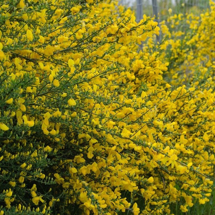 Ginster (Cytisus scoparius 'Vanesse')