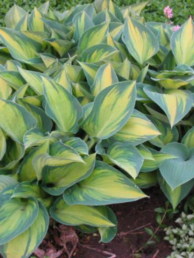 Hartlelie (Hosta 'June') - Tuinplanten