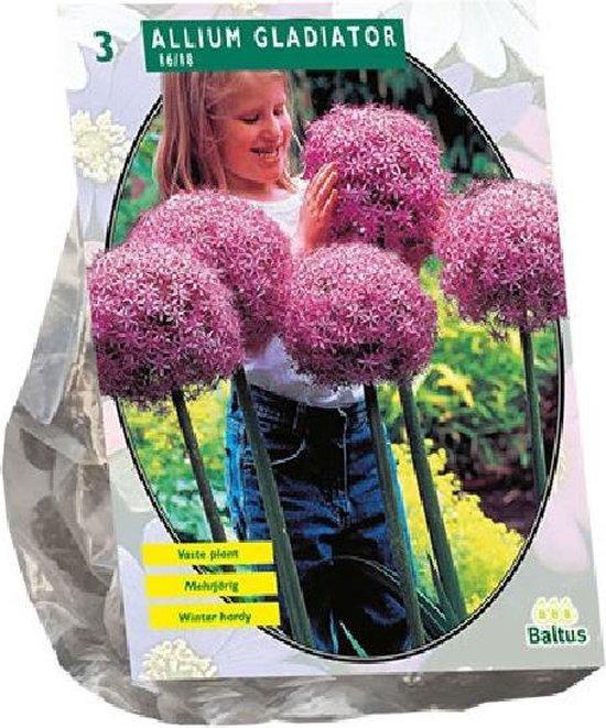 Allium Gladiator His Excellence - 3 Stück - Blumenzwiebeln