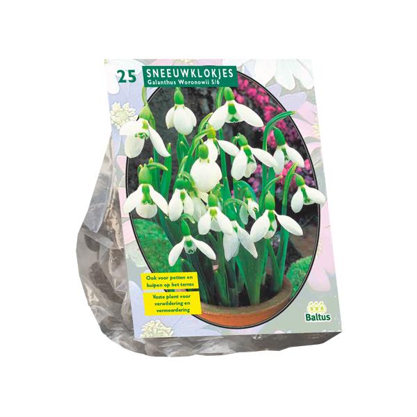 Galanthus Woronowii - 25 stuks - Bloembollen