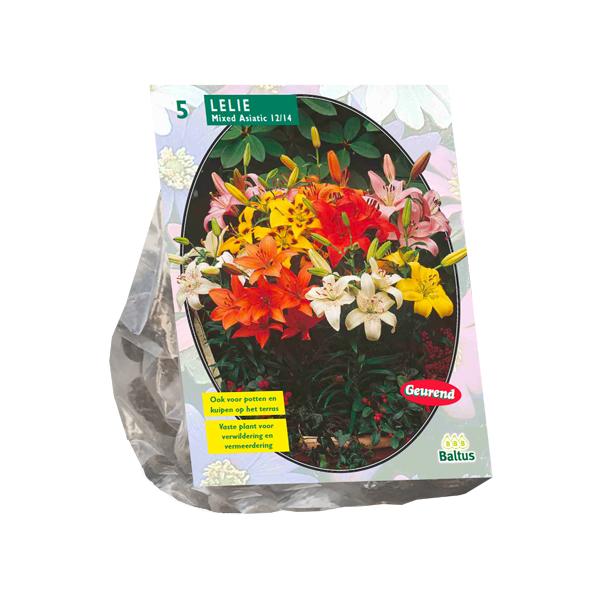 Lilium Mix - 5 stuks - Bloembollen