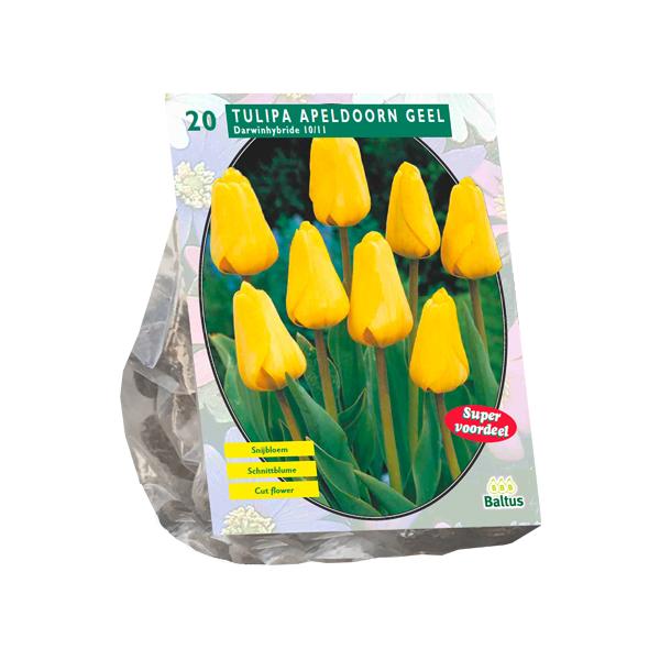 Tulipa Apeldoorn Geel, Darwin - 20 stuks - Bloembollen