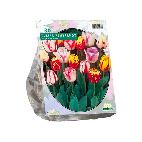 Tulipa Rembrandt Mix - 30 Stück - Blumenzwiebeln