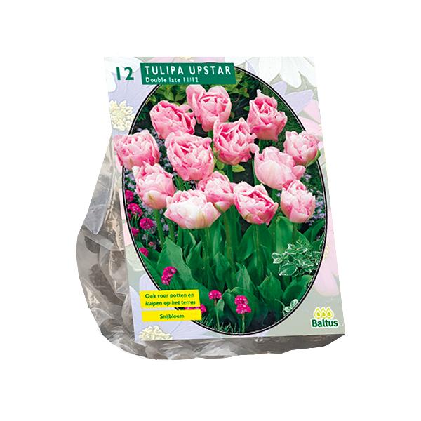 Tulipa Dubbel Laat Upstar - 20 stuks - Bloembollen