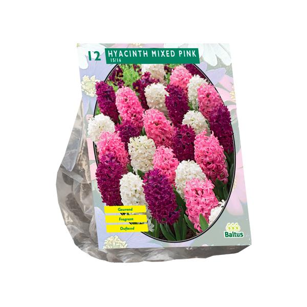 Hyacinth Mixed Pink - 12 stuks - Bloembollen
