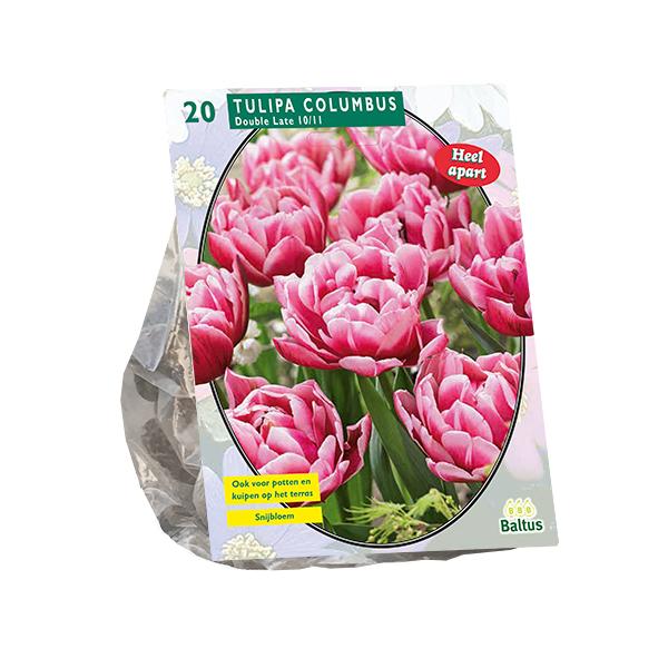 Tulipa Dubbel Laat Columbus - 20 stuks - Bloembollen
