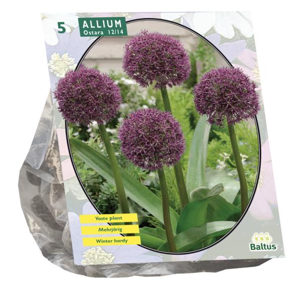Allium Ostara - 5 stuks - Bloembollen