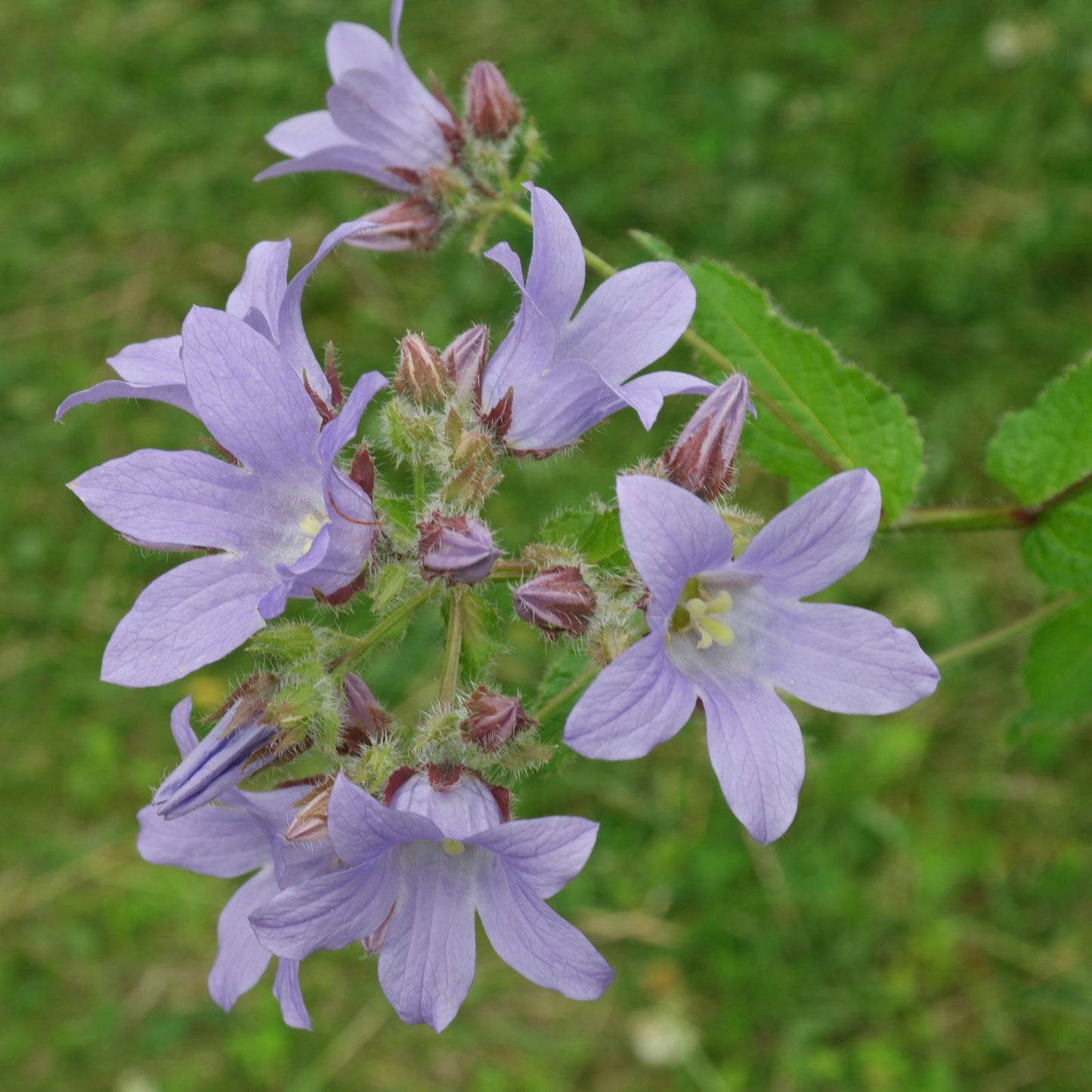 Celtis bladig klokje (Campanula lactiflora 'Prichard Var') - Tuinplanten